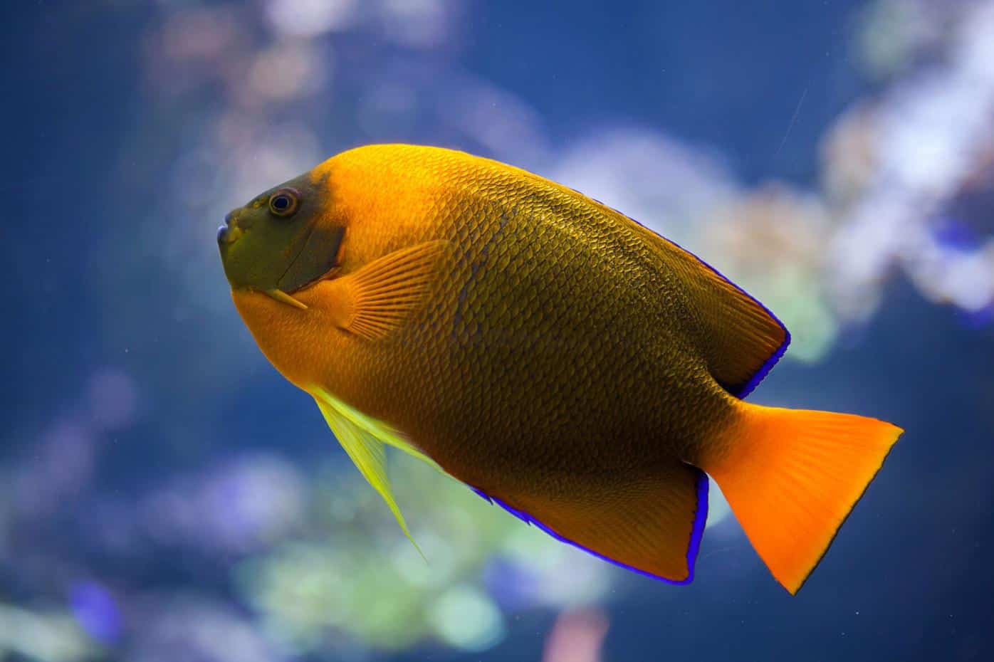 Clarion Angelfish