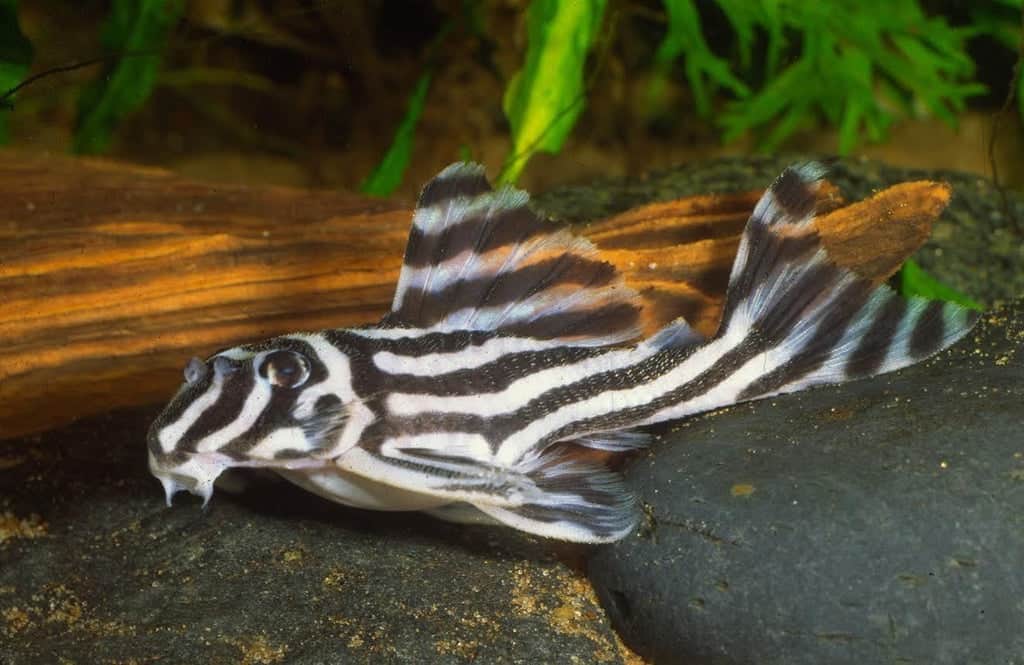 Zebra Plecostomus