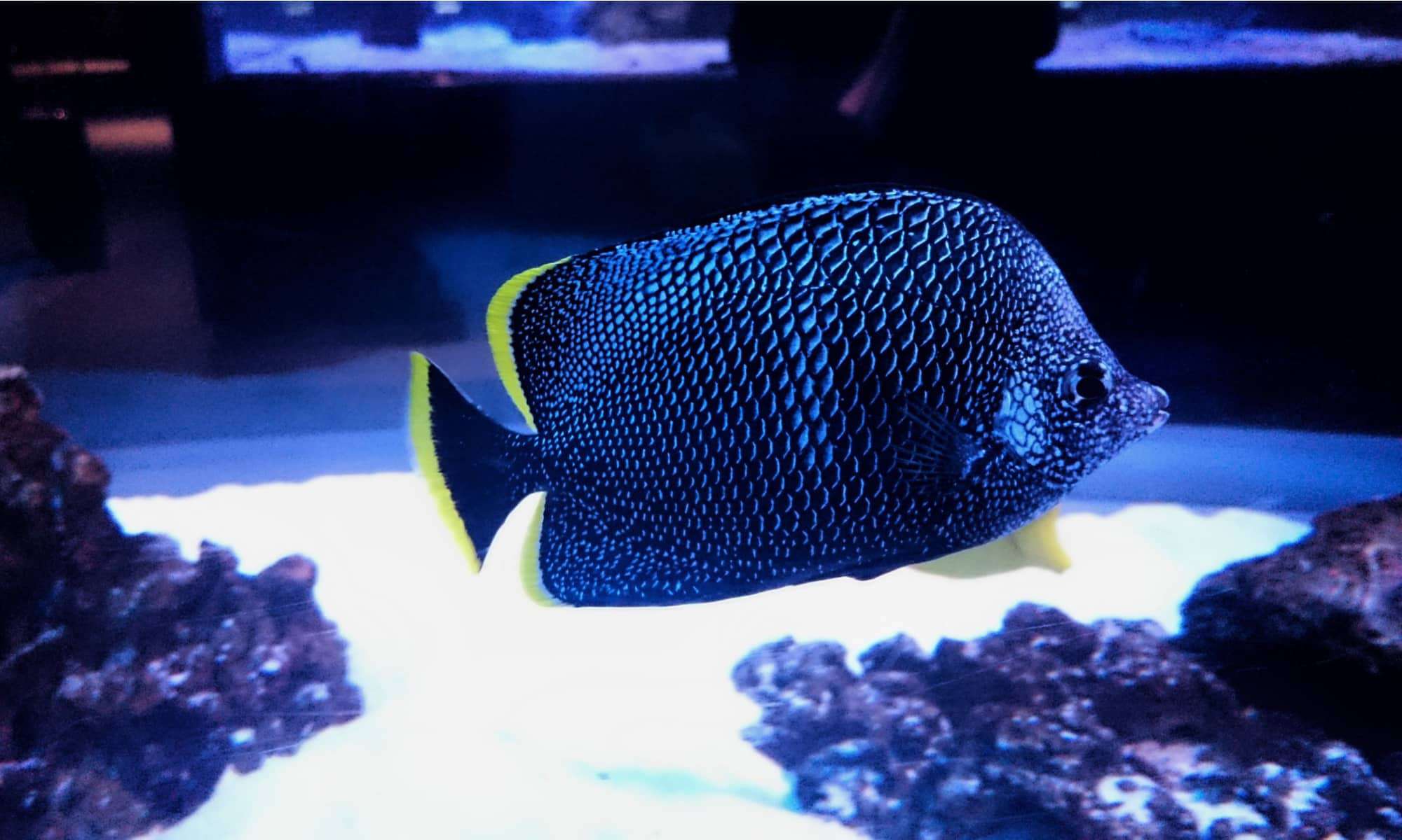 Wrought Iron Butterflyfish