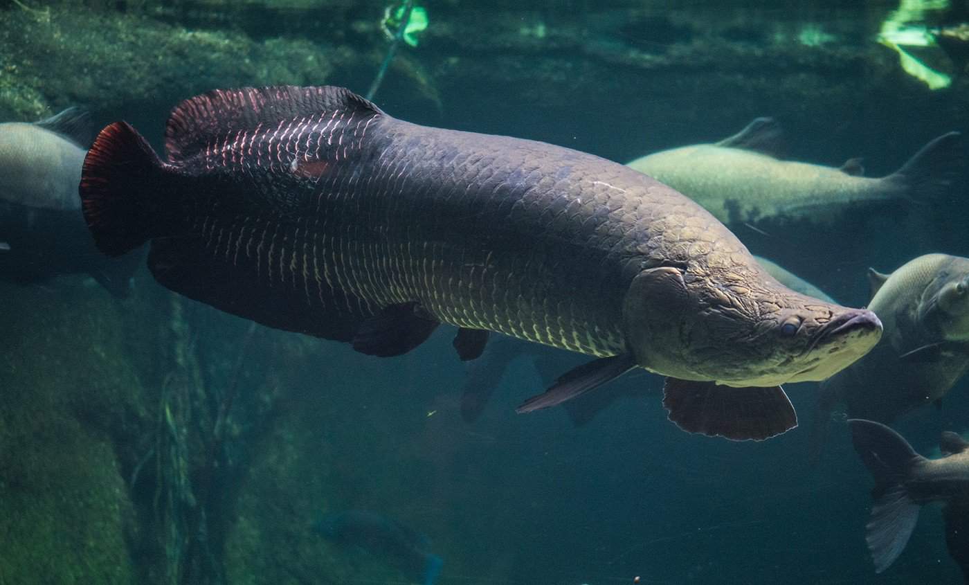 Arapaima fish