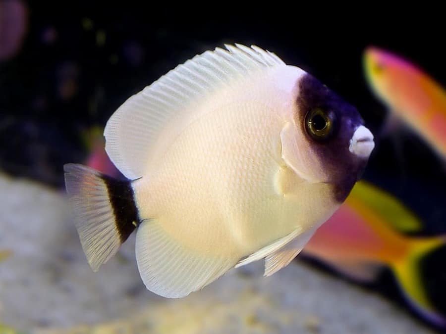 Masked Angelfish