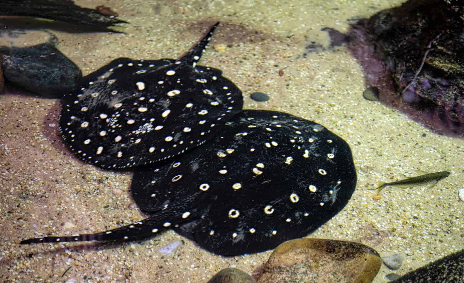 Freshwater Polka Dot Stingray