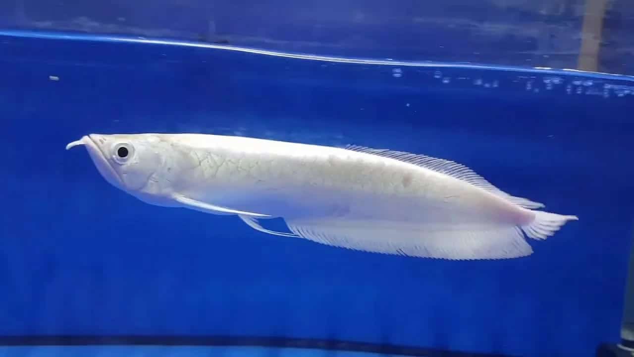 Platinum Arowana