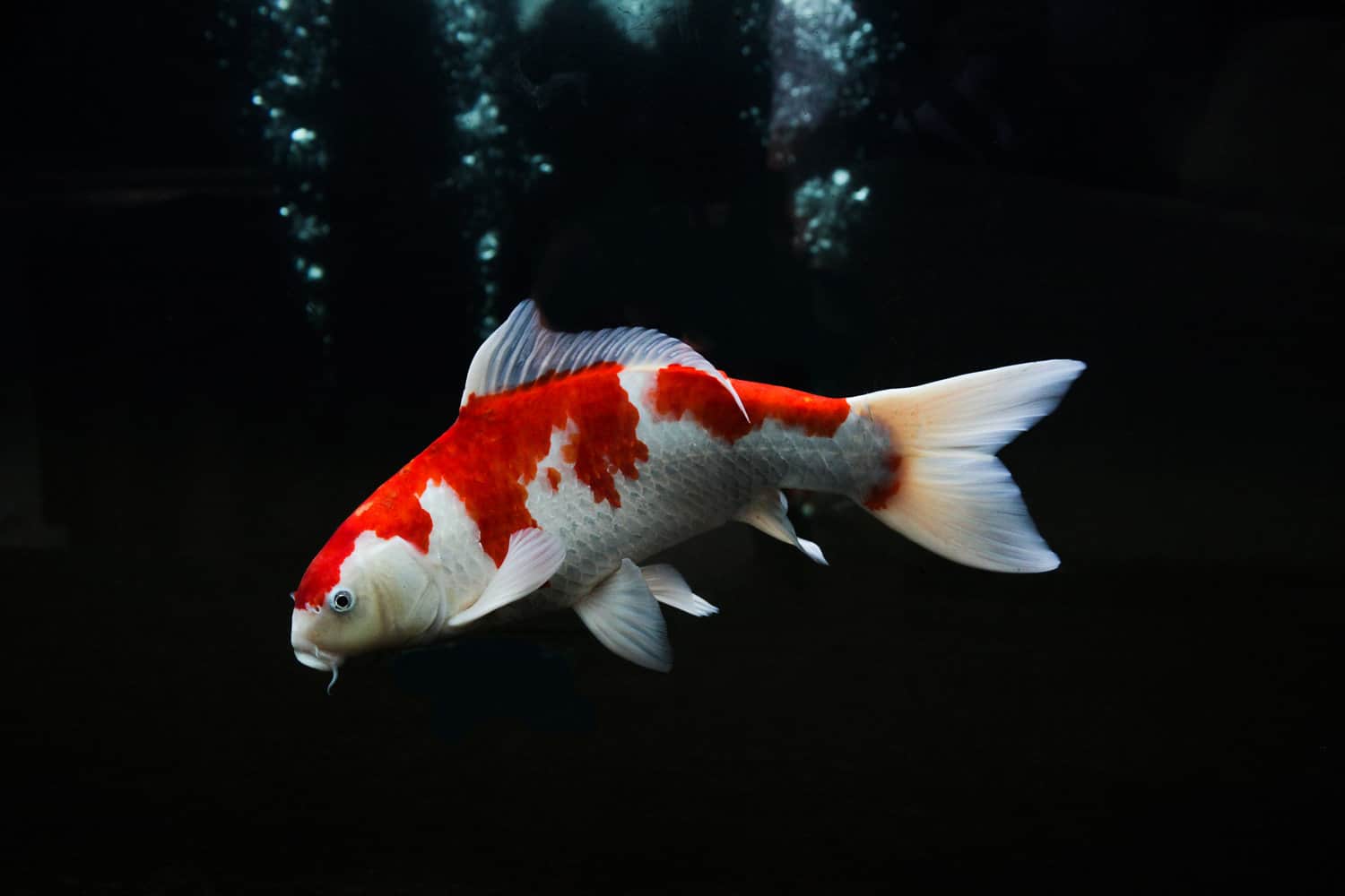 Koi fish, white red koi fish isolated on black background