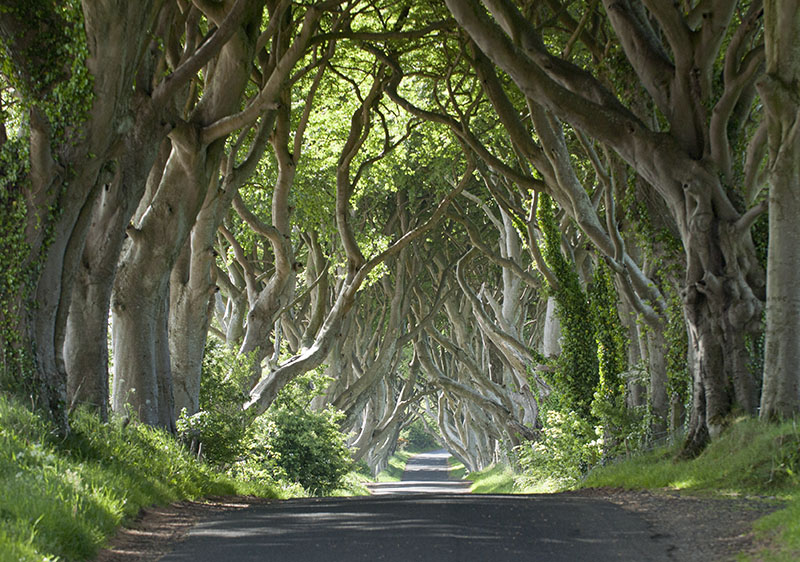 The Dark Hedges in Northern Ireland