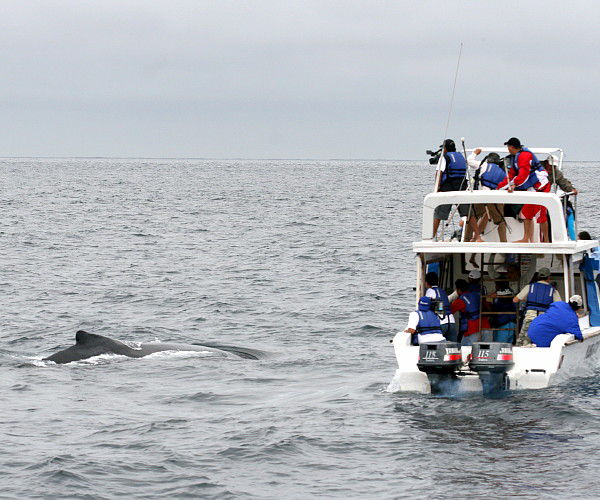 5 лучших мест для наблюдения за китами в Эквадоре