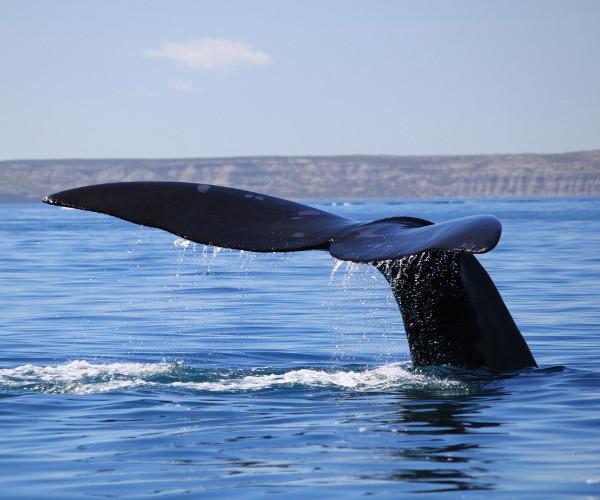 5 лучших мест для наблюдения за китами в Эквадоре