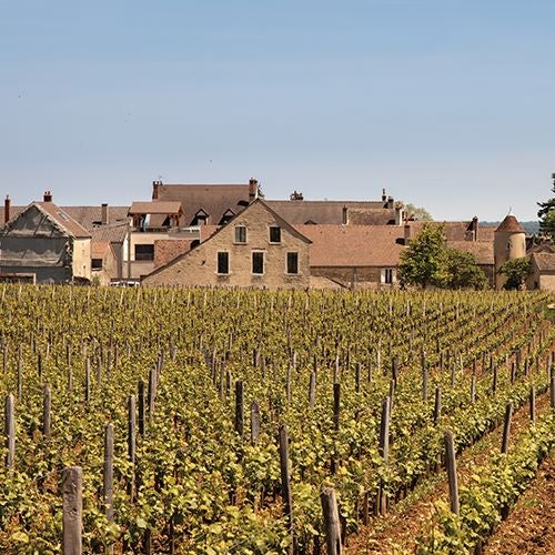 Domaine-Conti Romanée-Conti wine vineyards