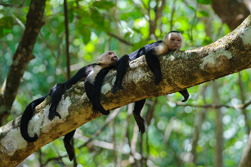 Corcovado National Park, Costa Rica