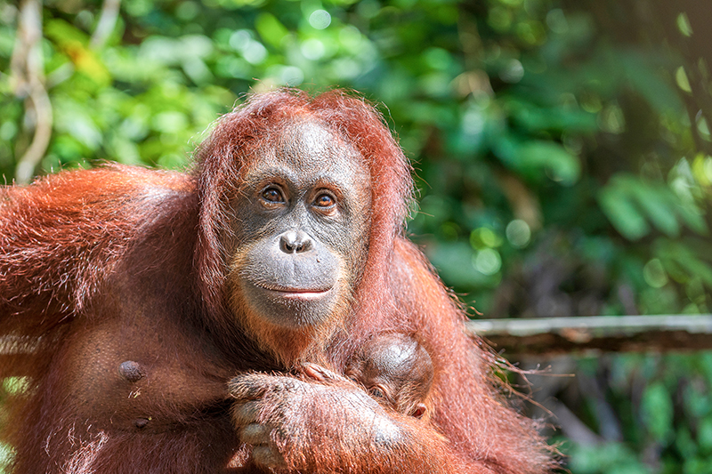 Female orangutan with her baby in the rainforest of Borneo island, Malaysia