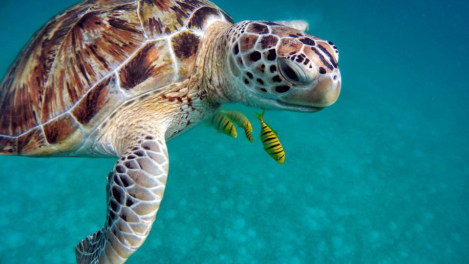 Seychelles sea turtle