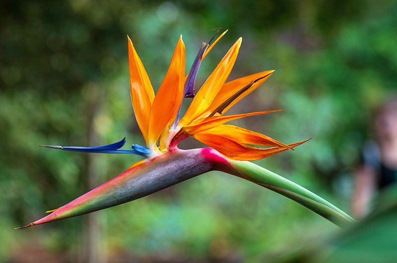 A bird of paradise flower