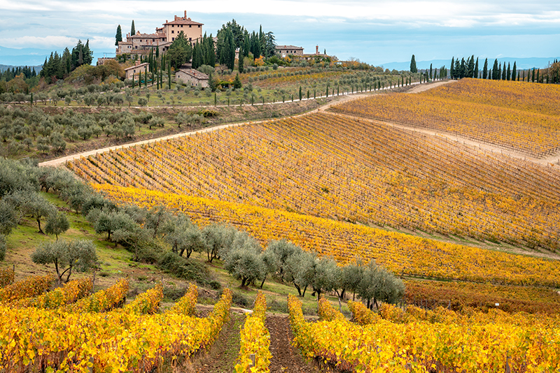 Golden vineyards, Chianti Region, Tuscany