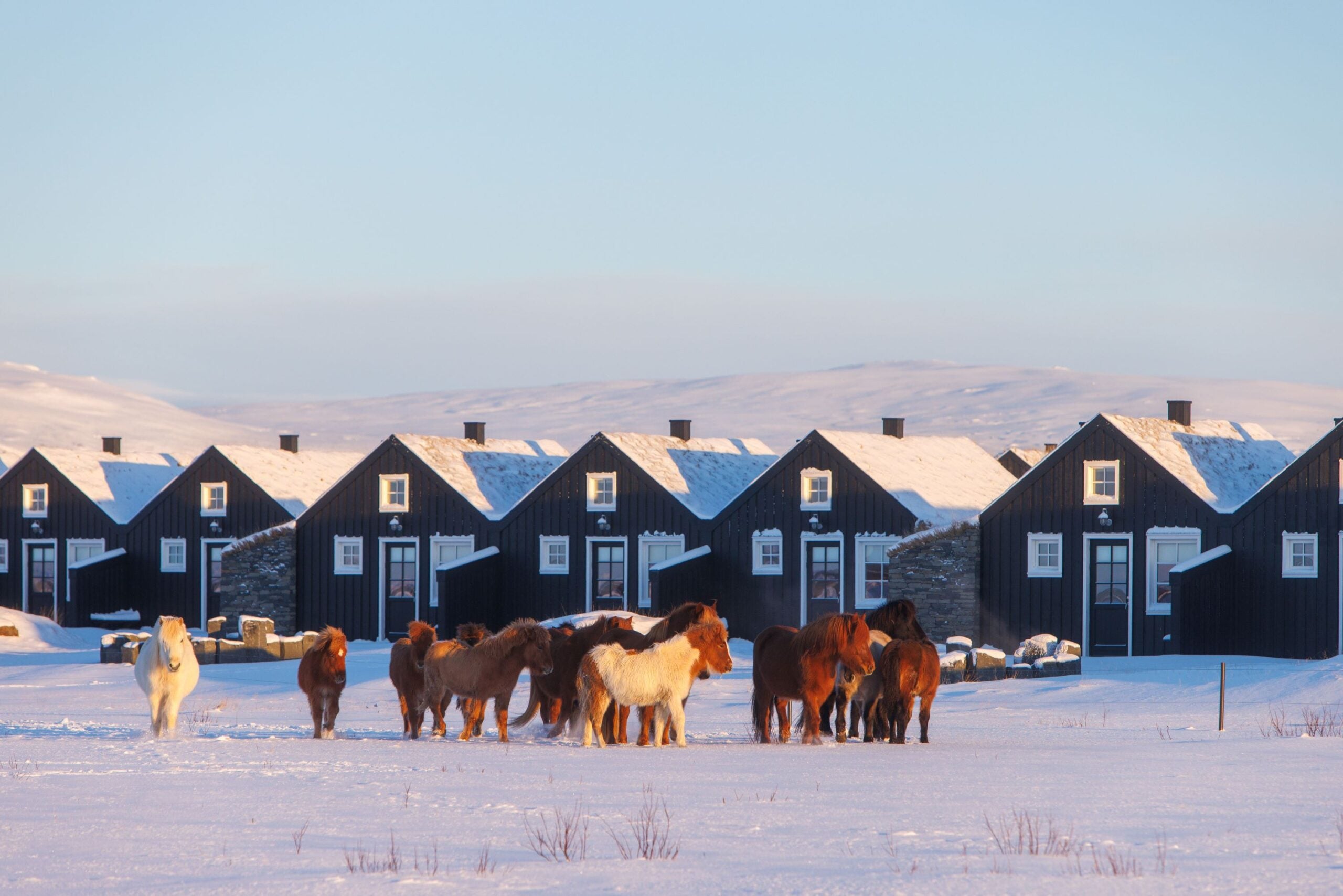 Icelandic Horses in the snow in Iceland