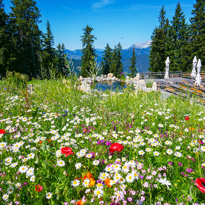 Полевые цветы на горе Азиц близ Леоганга, Австрия
