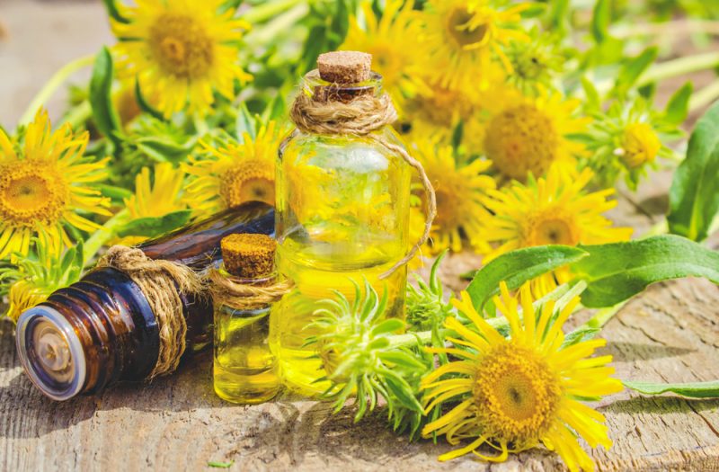 Elecampane essential oil and flowers