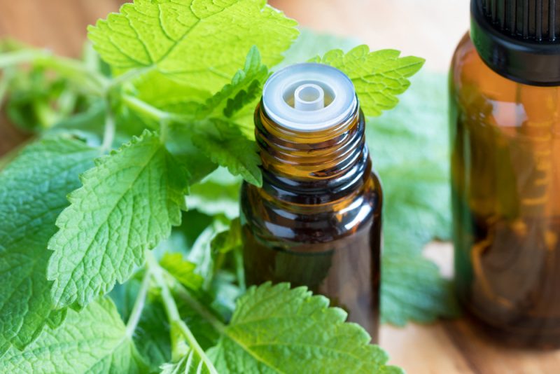 Melissa (lemon balm) essential oil with fresh melissa leaves