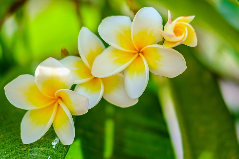 White Frangipani or Plumeria flowers