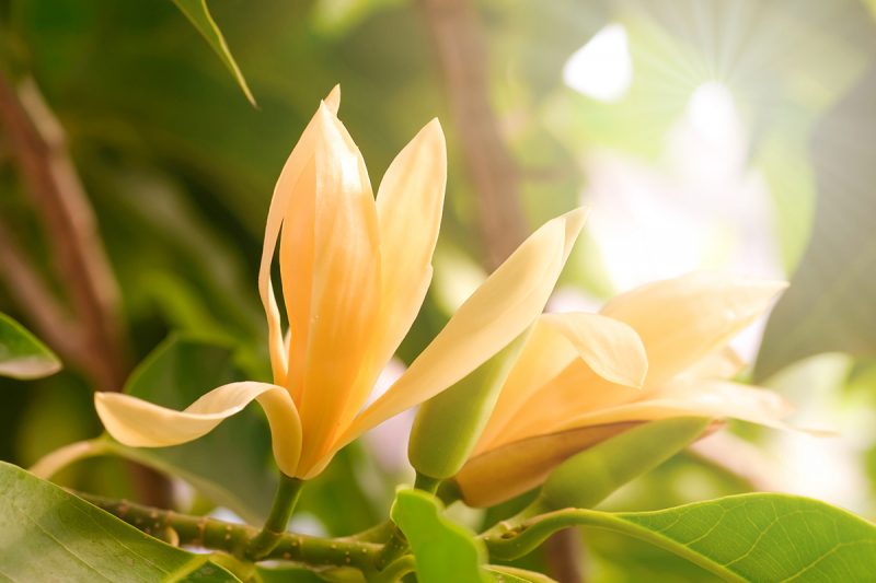 White champaka flowers