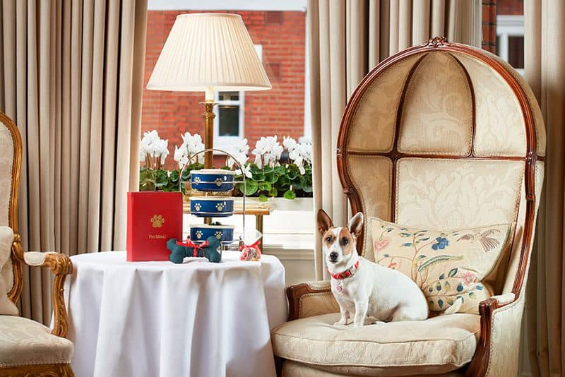 The Doggy Afternoon Tea в отеле Egerton House, Лондон