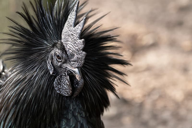 Ayam cemani chicken - one of the most expensive food in the world