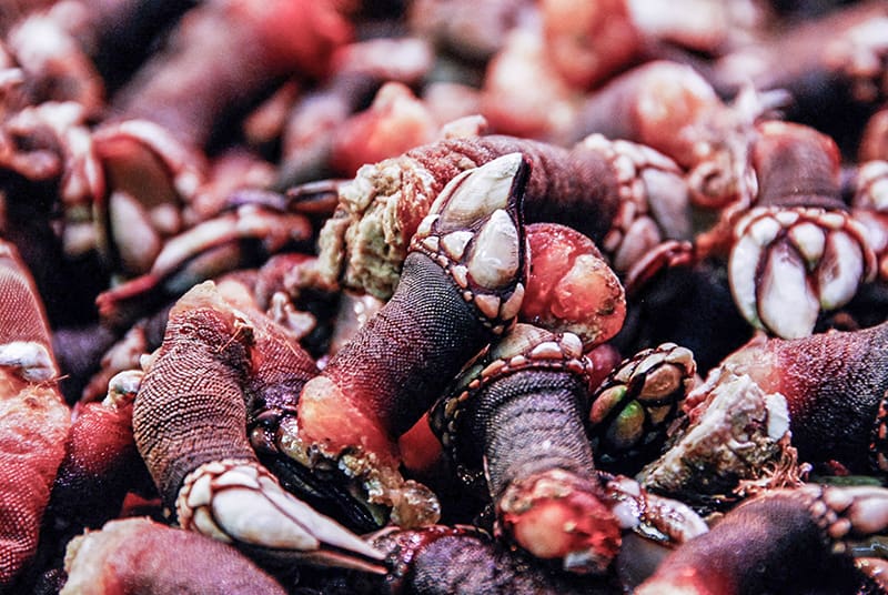 Gooseneck barnacles