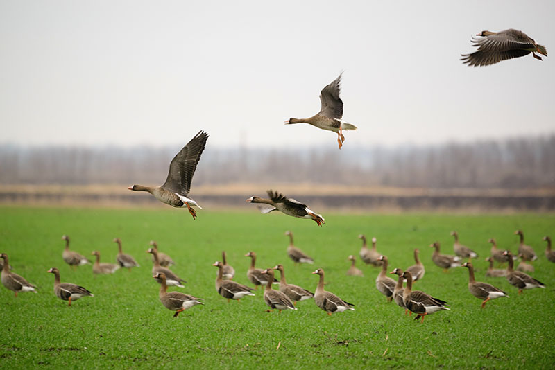 Migrating geese - the most expensive food in the world