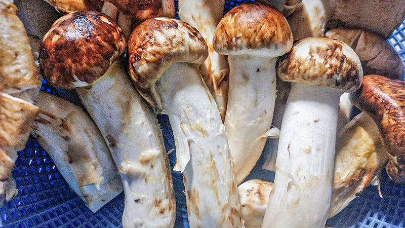 Matsutake mushrooms from Japan