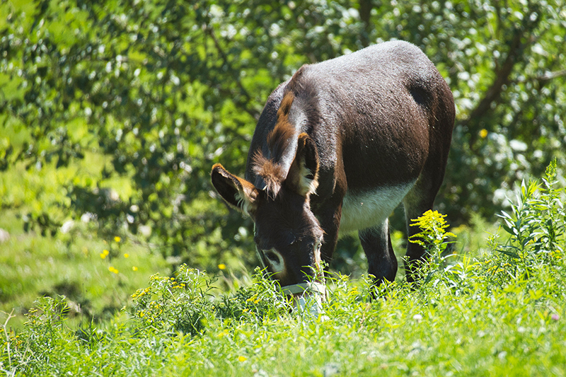 A closeup of a grazing donkey in a farm field