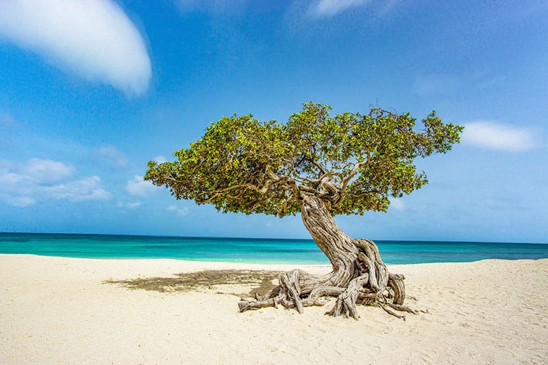 A fofoti tree on Eagle Beach in Aruba