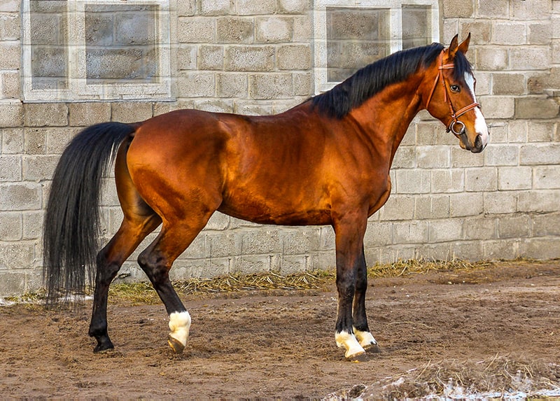 An Oldenburg stallion