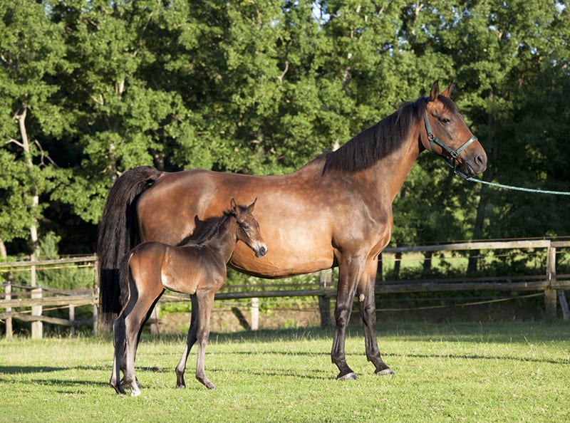 A Holsteiner mare with her new born foal standing in a pasture