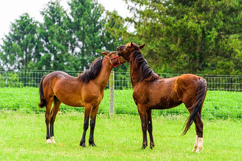 Two American Standardbred stallions