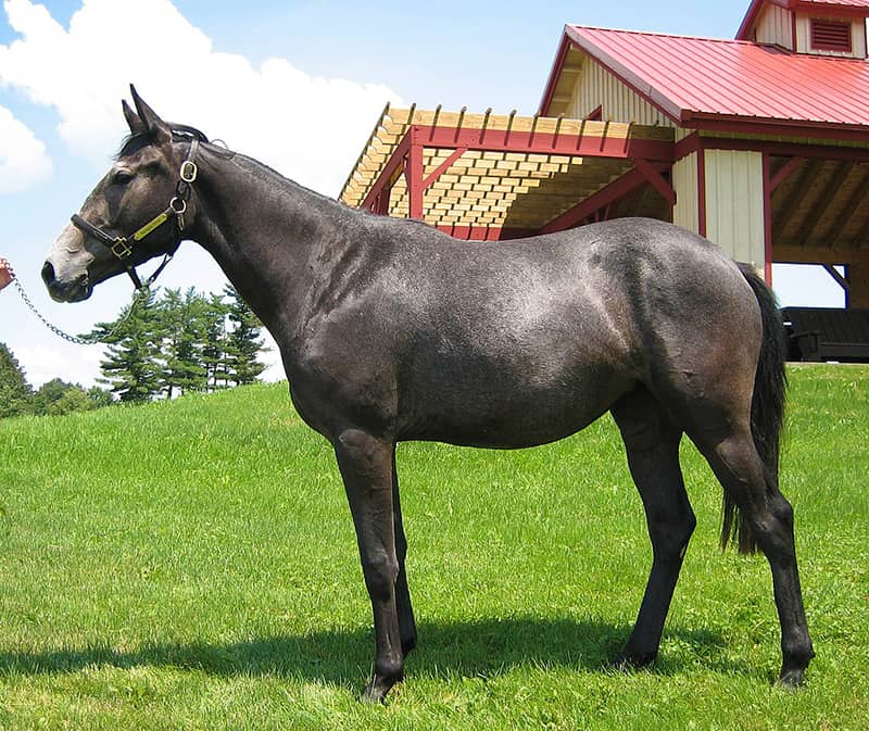 13 самых дорогих пород лошадей в мире