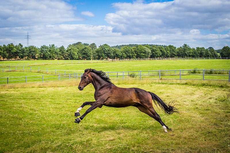 A Hanoverian horse