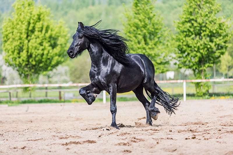 A black Friesian stallion galloping