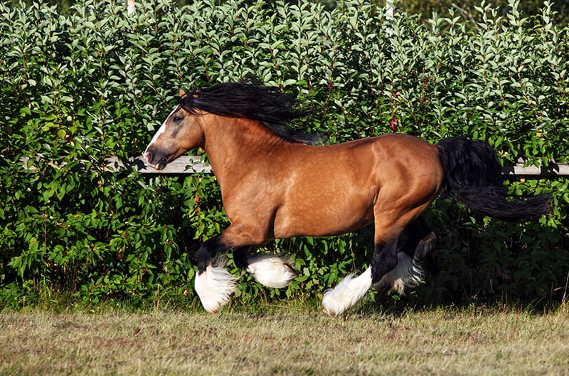 The Gypsy Vanner is one of the most expensive horse breeds
