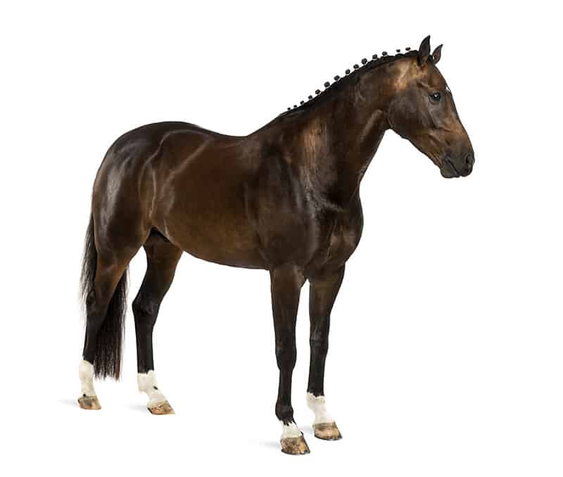 A 3 year old Dutch Warmblood horse