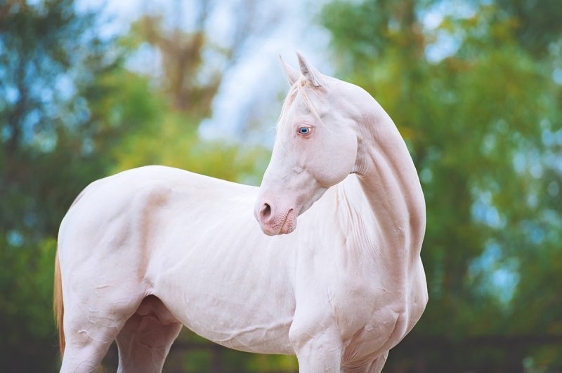 Akhal-Teke horse - one of the rarest breeds in the world