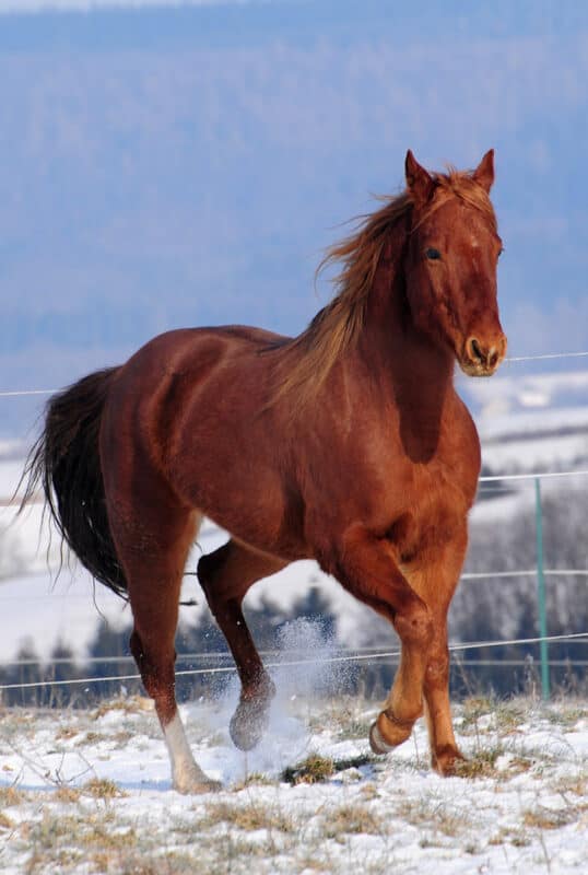 An American Quarter Horse in the snow