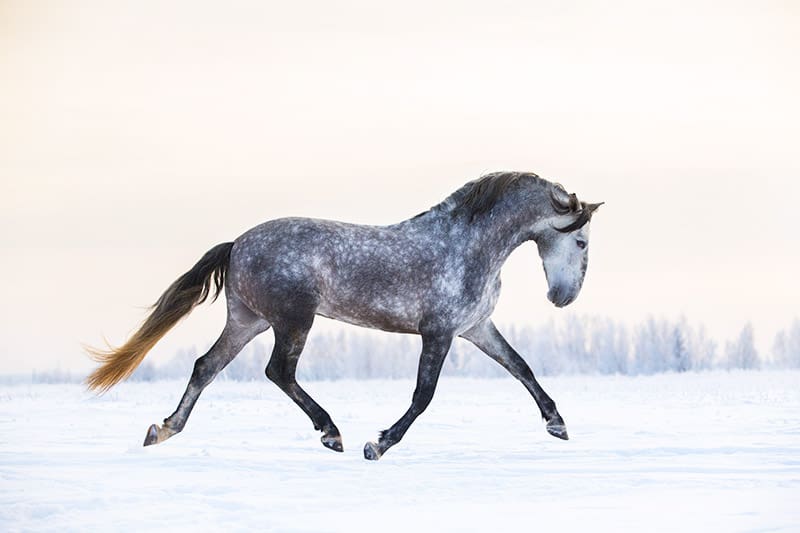 An Andalusian horse in the snow