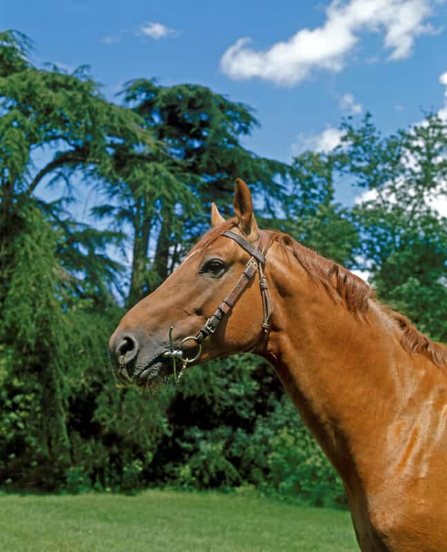 A Selle Francais horse