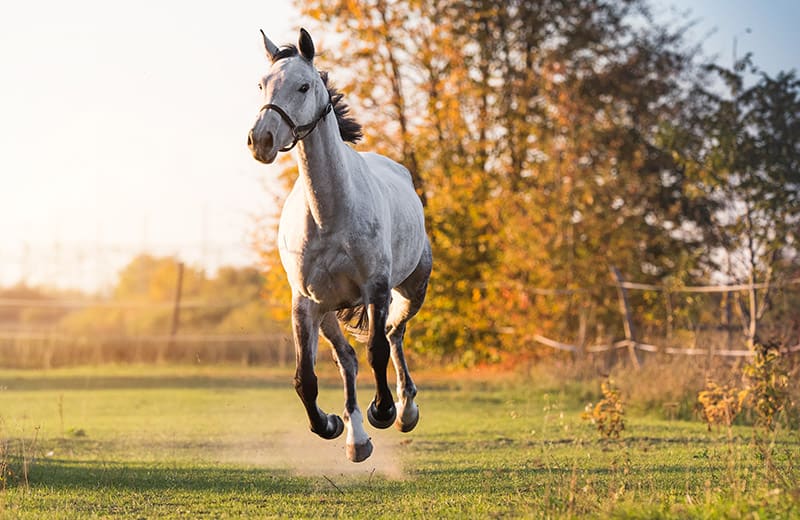 A beautiful Arabian horse galloping in a meadow