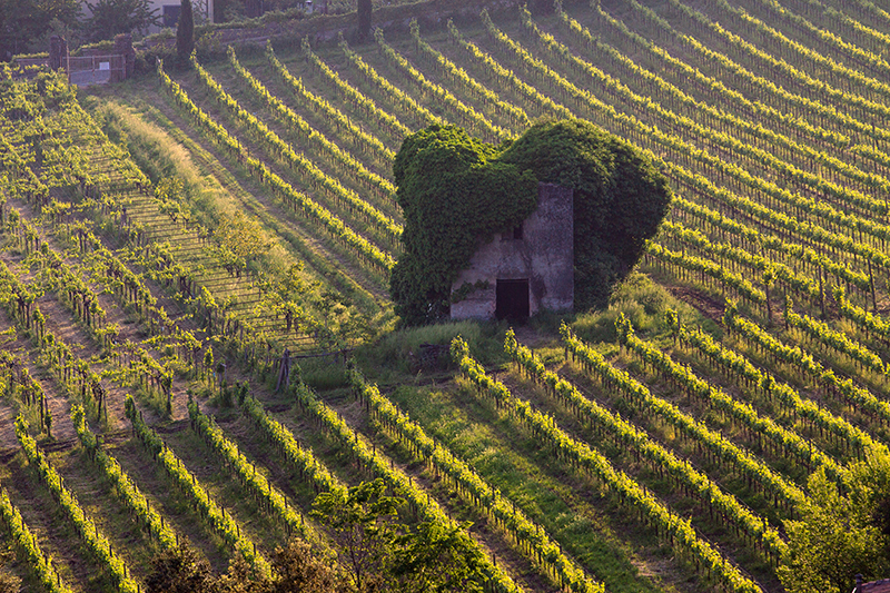 A vineyard in the Lazio region of Italy