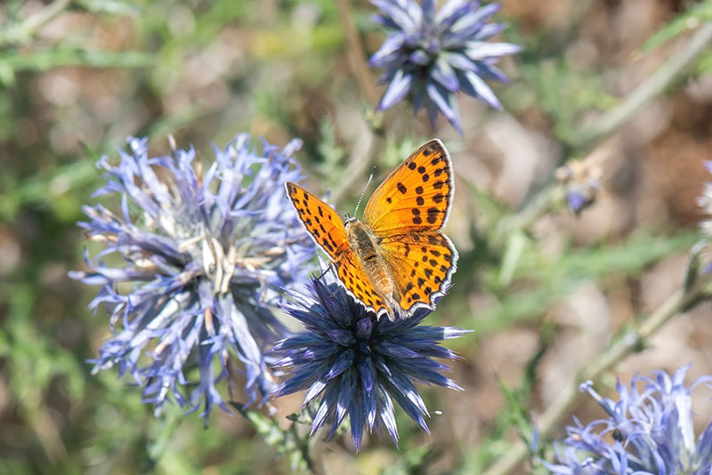 A colorful butterfly