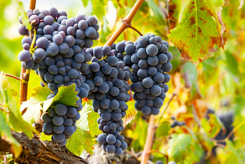 Sangiovese grapes on the vine