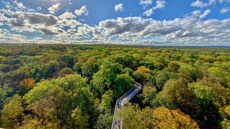 Hainich Canopy Walk in Germany