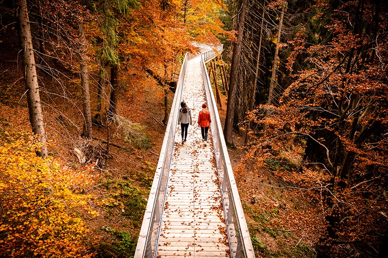 The Way of the Dragon Treetop Walkway in Switzerland