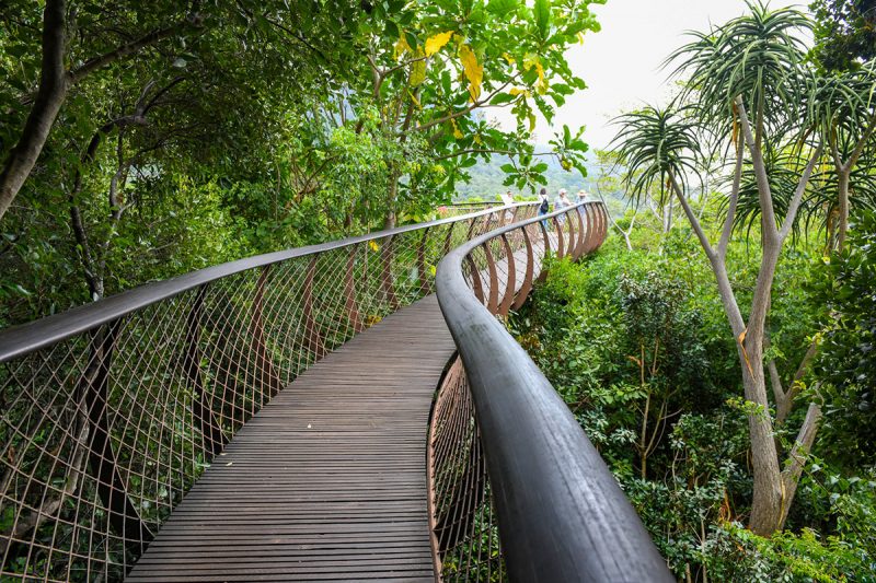 Centenary Tree Canopy Walk at Kirstenbosch botanical garden