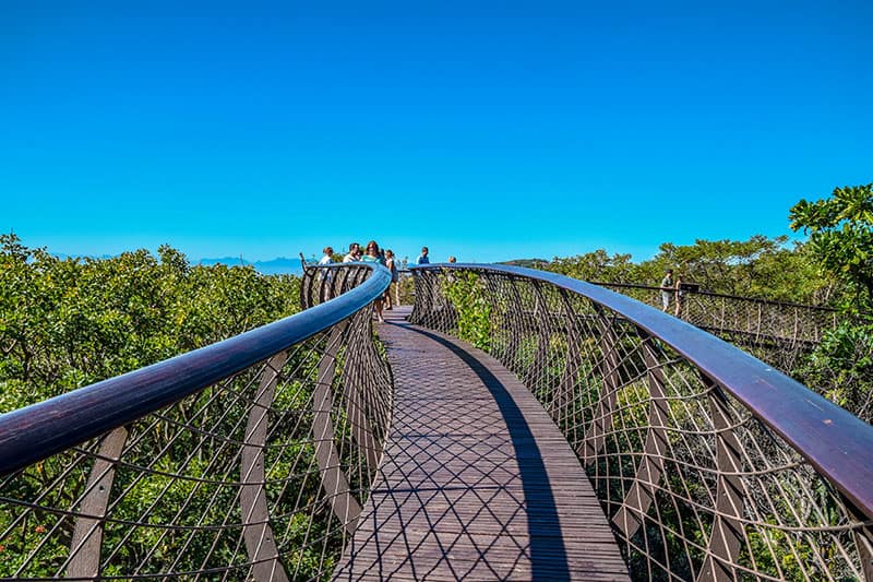 The Tree Canopy Walkway at Kirstenbosch, South Africa